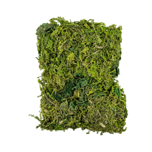 Pasto - Musgo