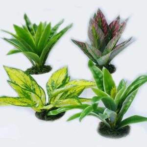 Planta Decorativa
